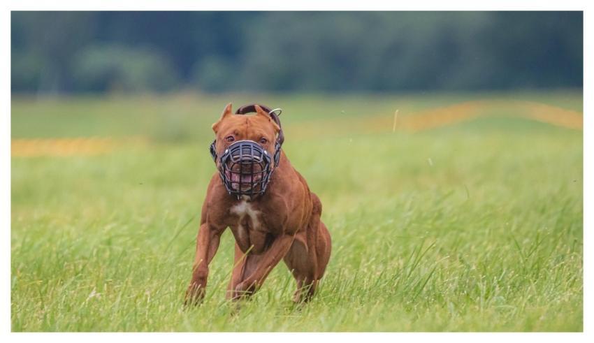 Dog Running Beautiful Field