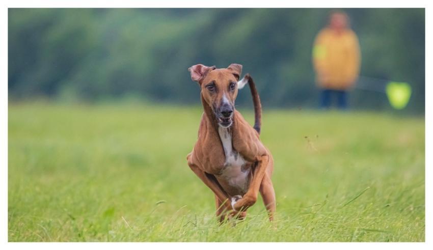 Dog Running Beautiful Field