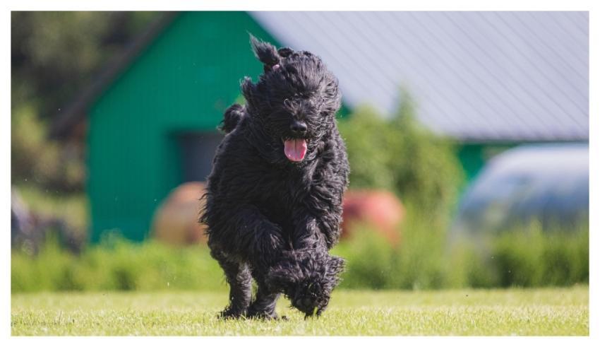 Dog Running Beautiful Field