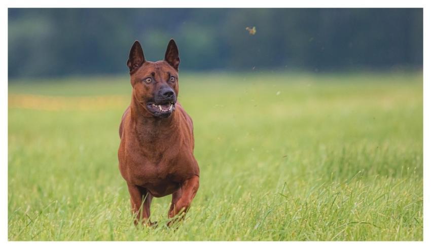 Dog Running Animal Beautiful