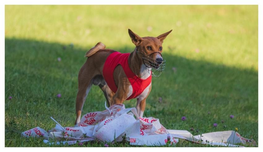 Dog Running Beautiful Field
