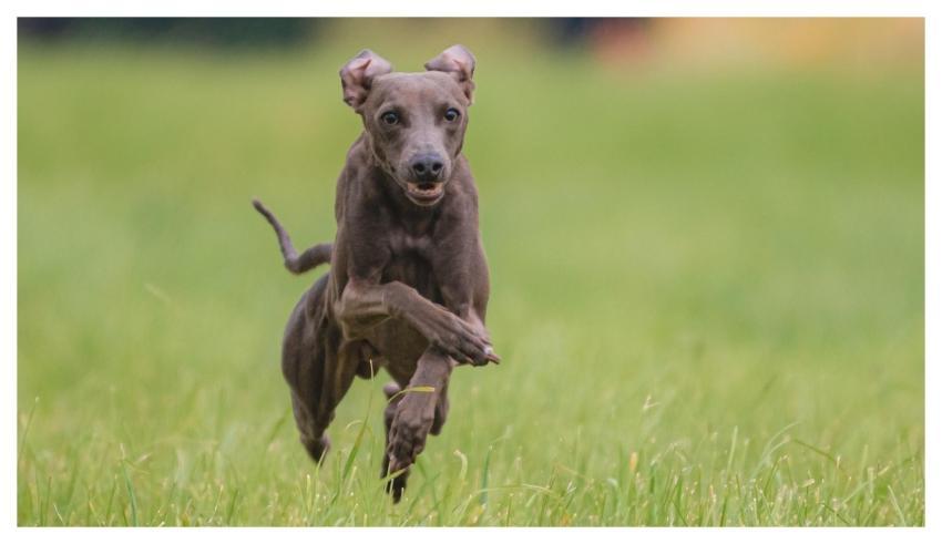 Dog Running Beautiful Animal