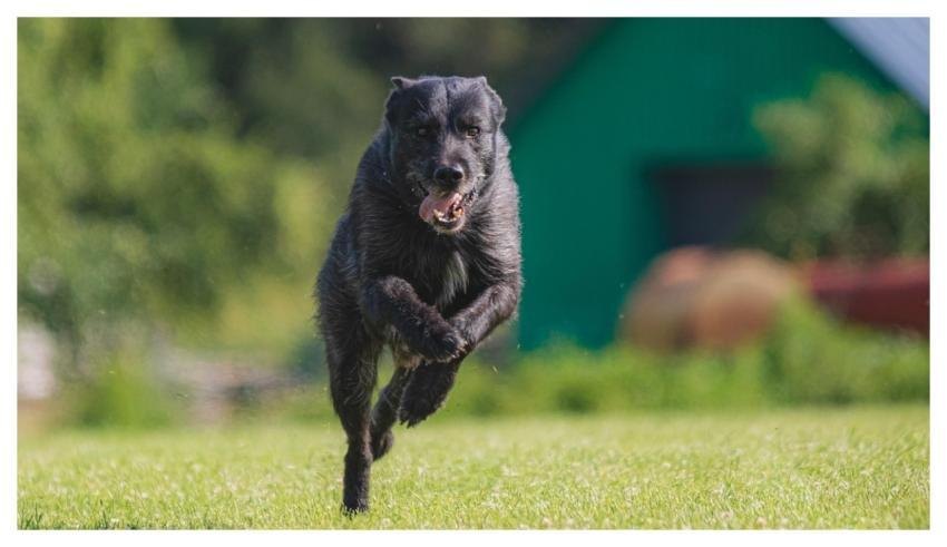 Dog Running Beautiful Field