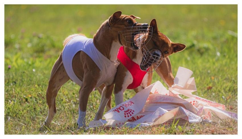 Dog Running Beautiful Field