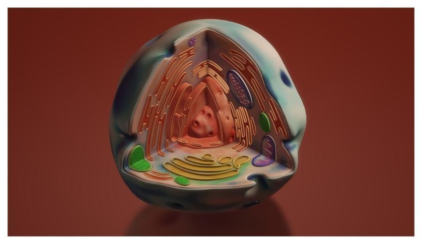 Human Cell Cell Membrane Nucleus Nucleolus