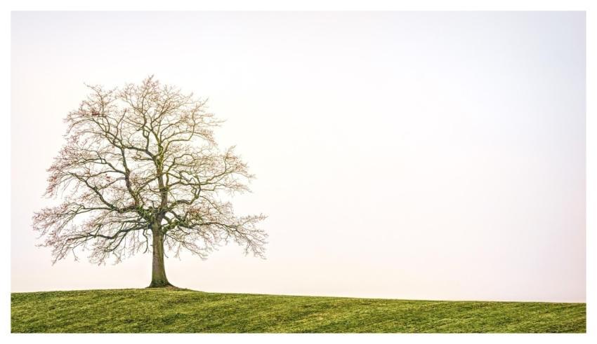 Tree Nature Landscape Individually