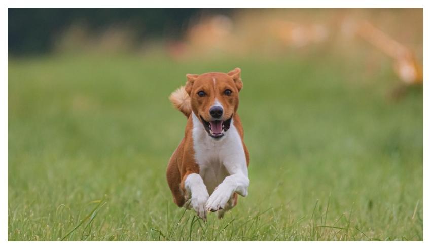 Dog Running Beautiful Field