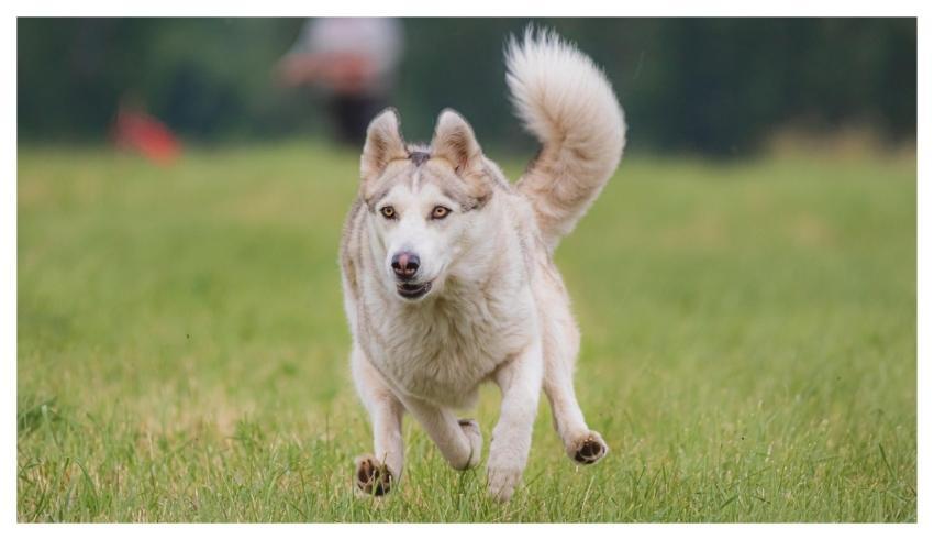 Dog Running Beautiful Field