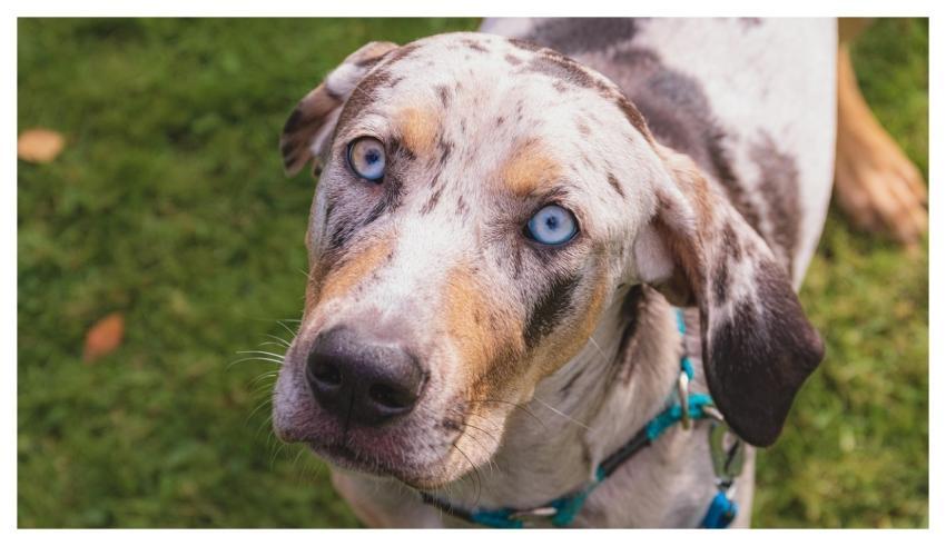 Dog Running Beautiful Field