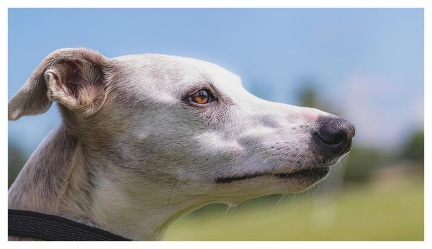 Dog Running Beautiful Field