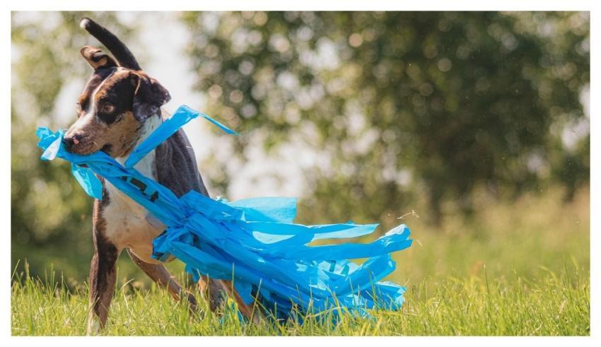 Dog Running Beautiful Field