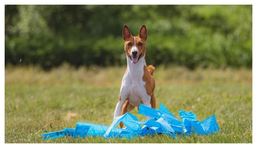 Dog Running Beautiful Field