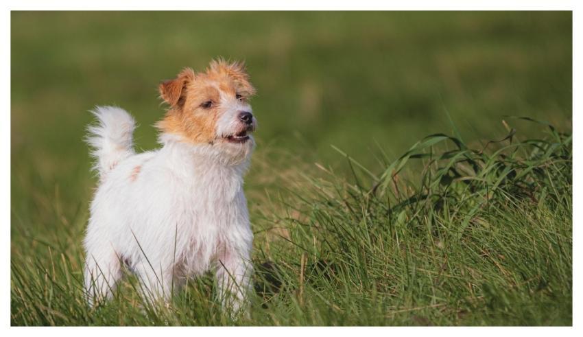 Dog Running Beautiful Field