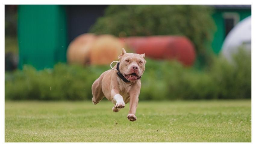 Dog Running Animal Beautiful