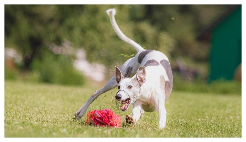 Dog Running Beautiful Field