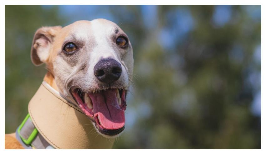 Dog Running Beautiful Animal
