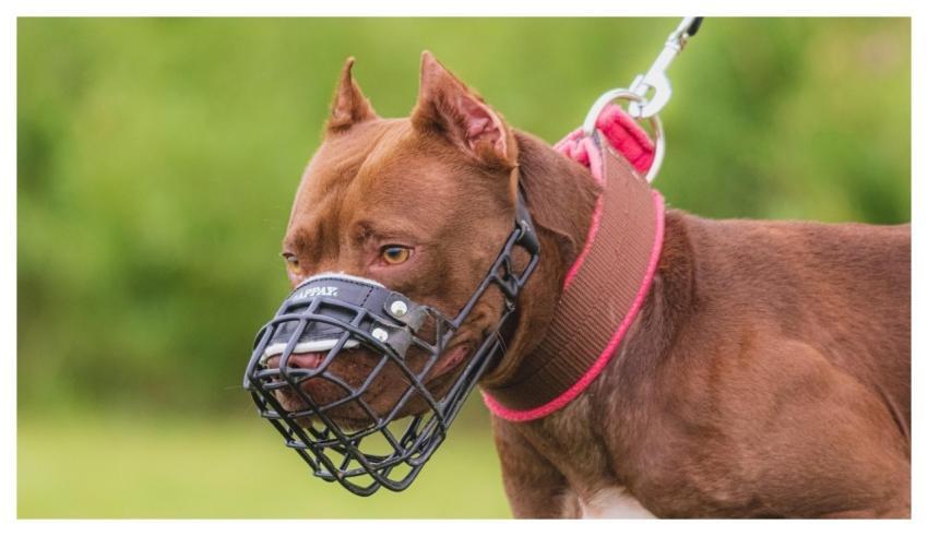 Dog Running Beautiful Field