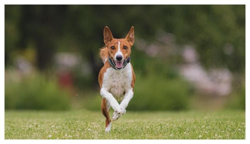 Dog Running Beautiful Field