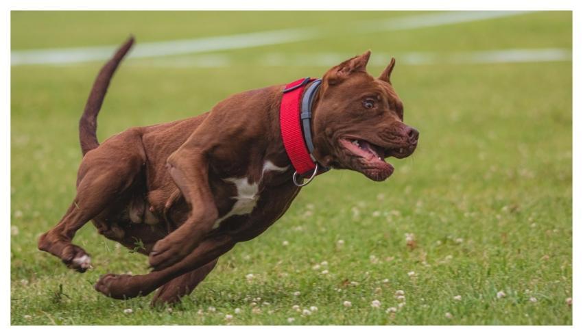Dog Pet Animal Running