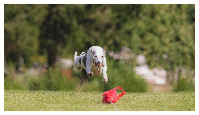 Dog Animal Running Beautiful