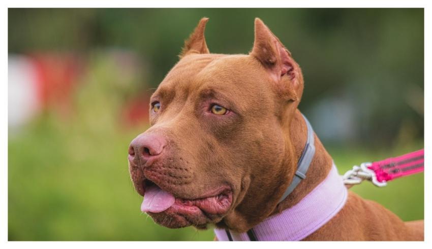 Dog Running Beautiful Field