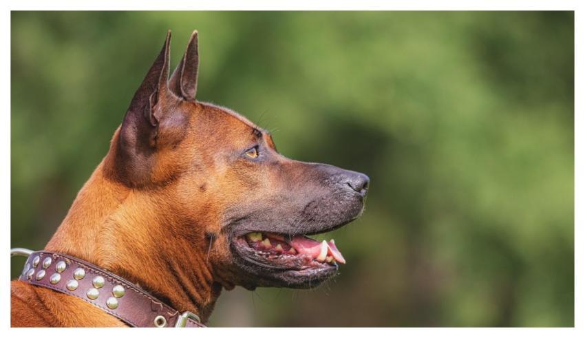 Dog Running Beautiful Field