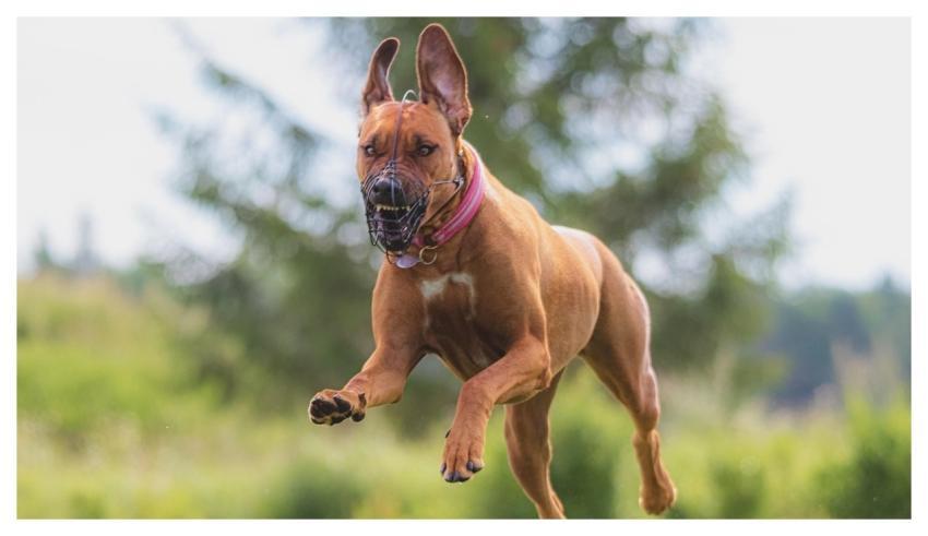 Dog Running Beautiful Pet