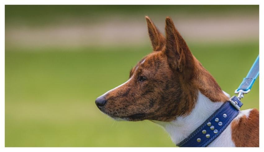 Dog Running Beautiful Field