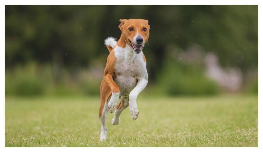 Dog Pet Running Beautiful