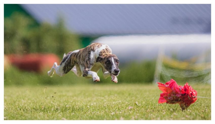 Dog Running Beautiful Field