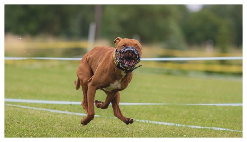 Dog Running Beautiful Field
