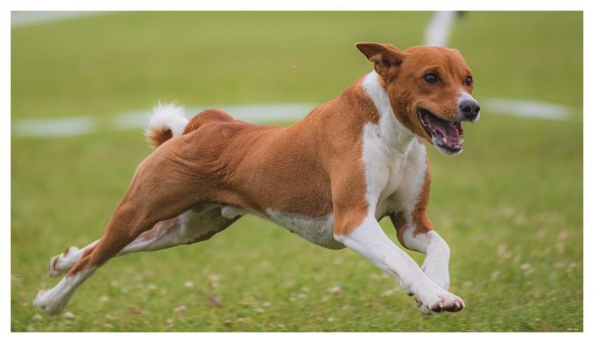 Dog Running Beautiful Field