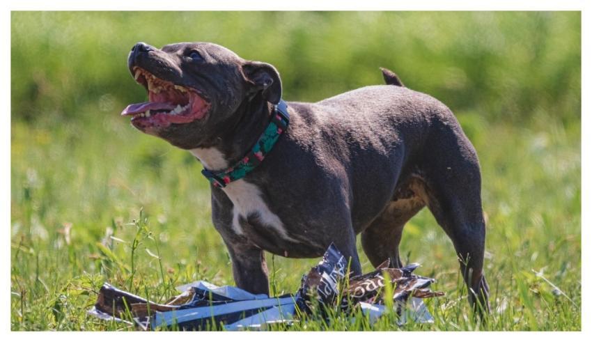 Dog Running Beautiful Field