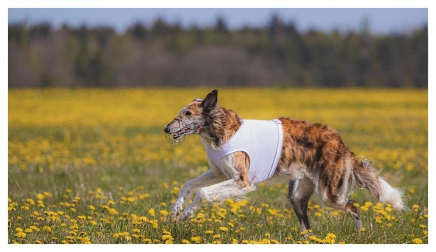 Dog Running Beautiful Pet