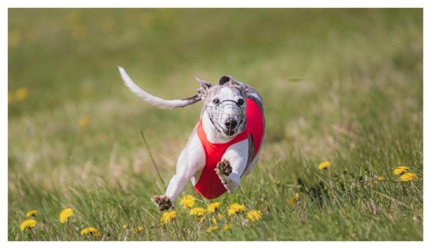 Dog Running Beautiful Field