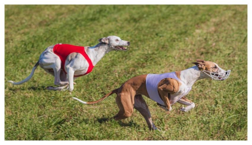 Dog Running Beautiful Field