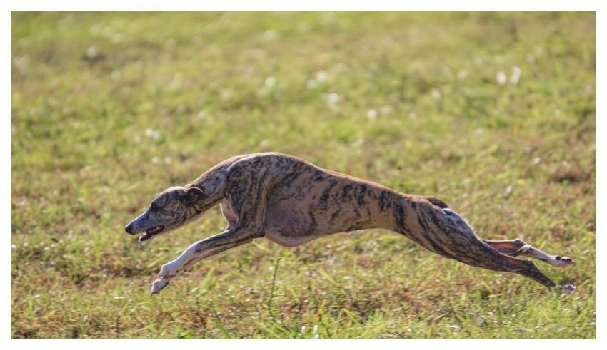 Dog Running Beautiful Field