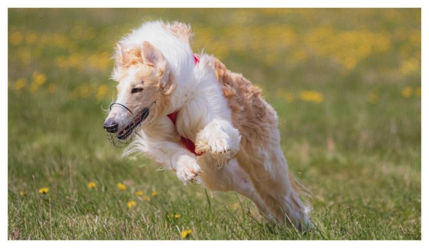 Dog Pet Running Beautiful