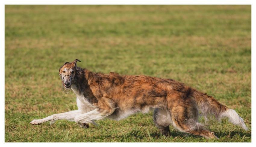 Dog Running Beautiful Field