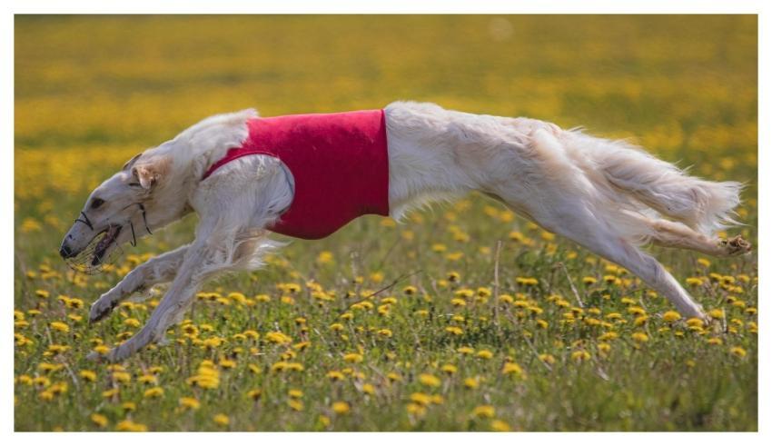 Dog Running Beautiful Field
