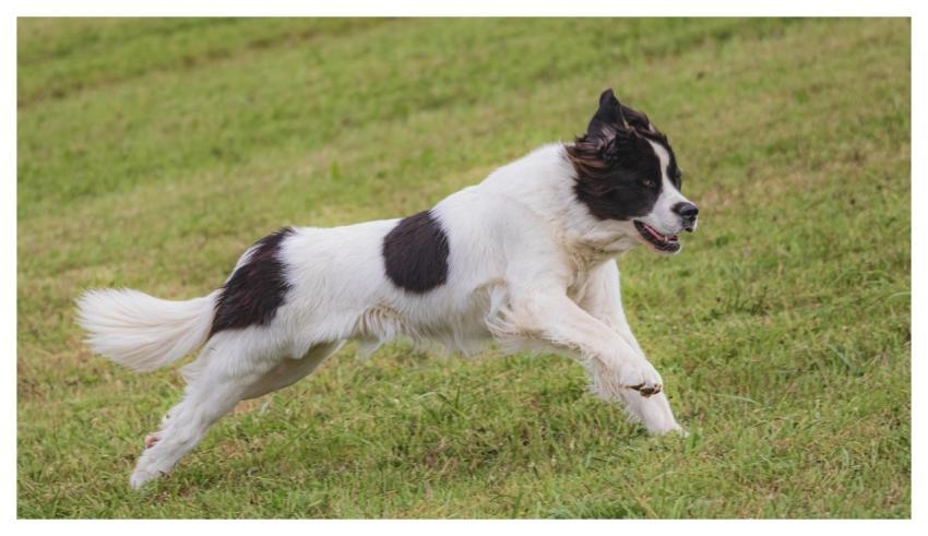 Dog Running Beautiful Field
