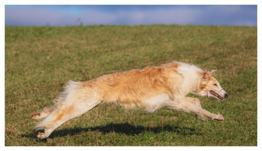 Dog Running Beautiful Field