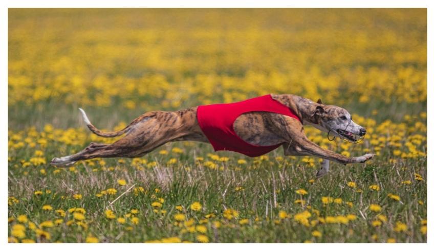 Dog Running Beautiful Field