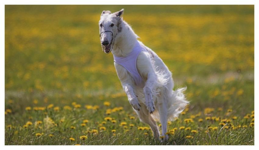 Dog Running Beautiful Field