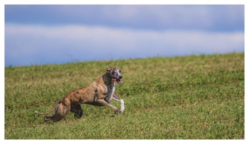 Dog Running Beautiful Field