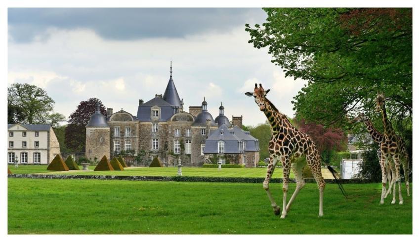 Giraffe Free Background Wallpaper Hd Fauna