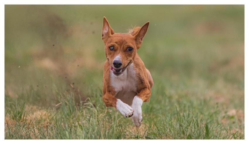 Dog Running Beautiful Field