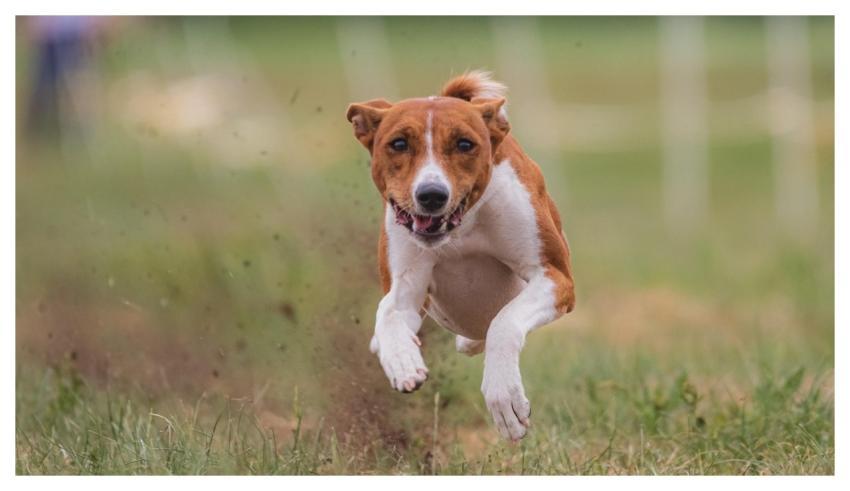 Dog Running Beautiful Field
