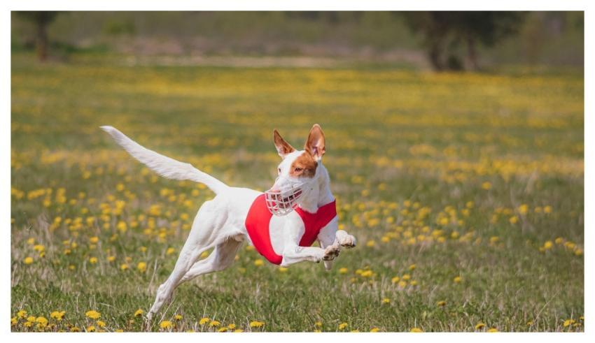 Dog Running Beautiful Field