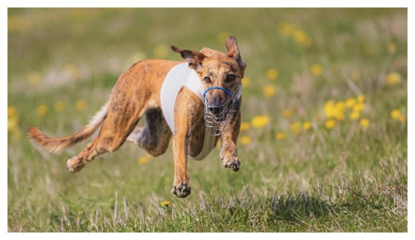 Dog Running Beautiful Field